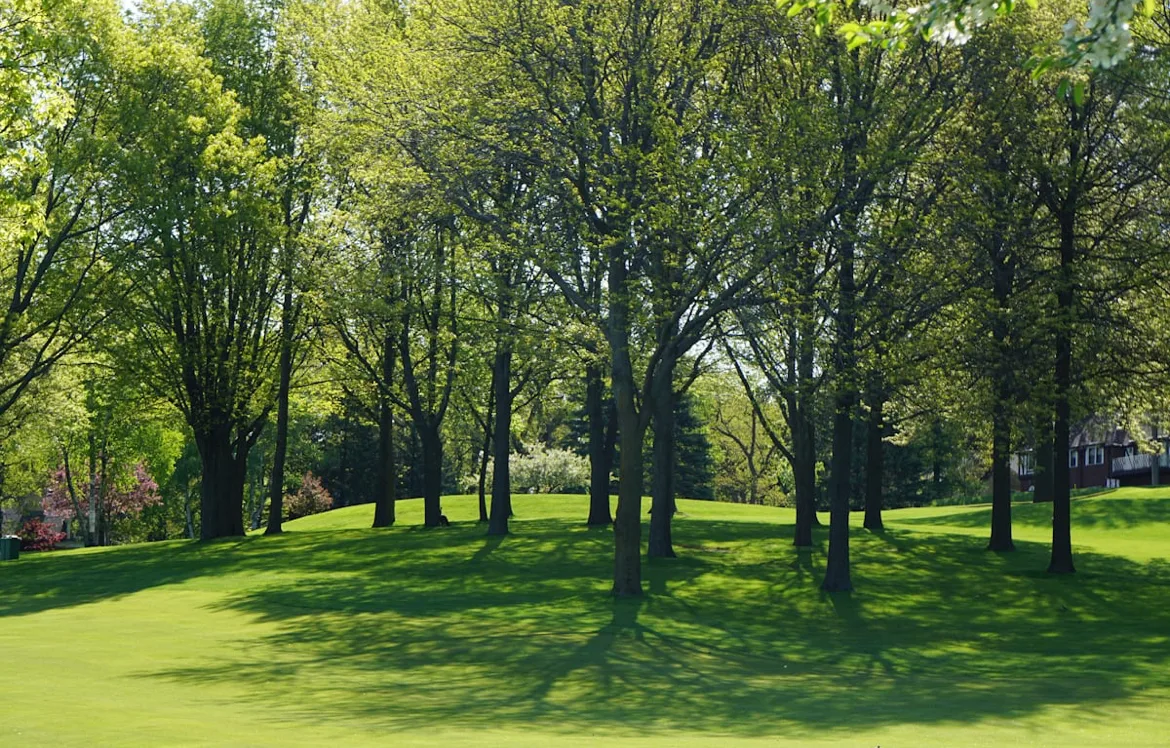 Stunning Photo Of A Tree Filled Lawn Taken After Professional Tree Pruning And Landscape Maintenance Was Performed By ETA Outdoor Services