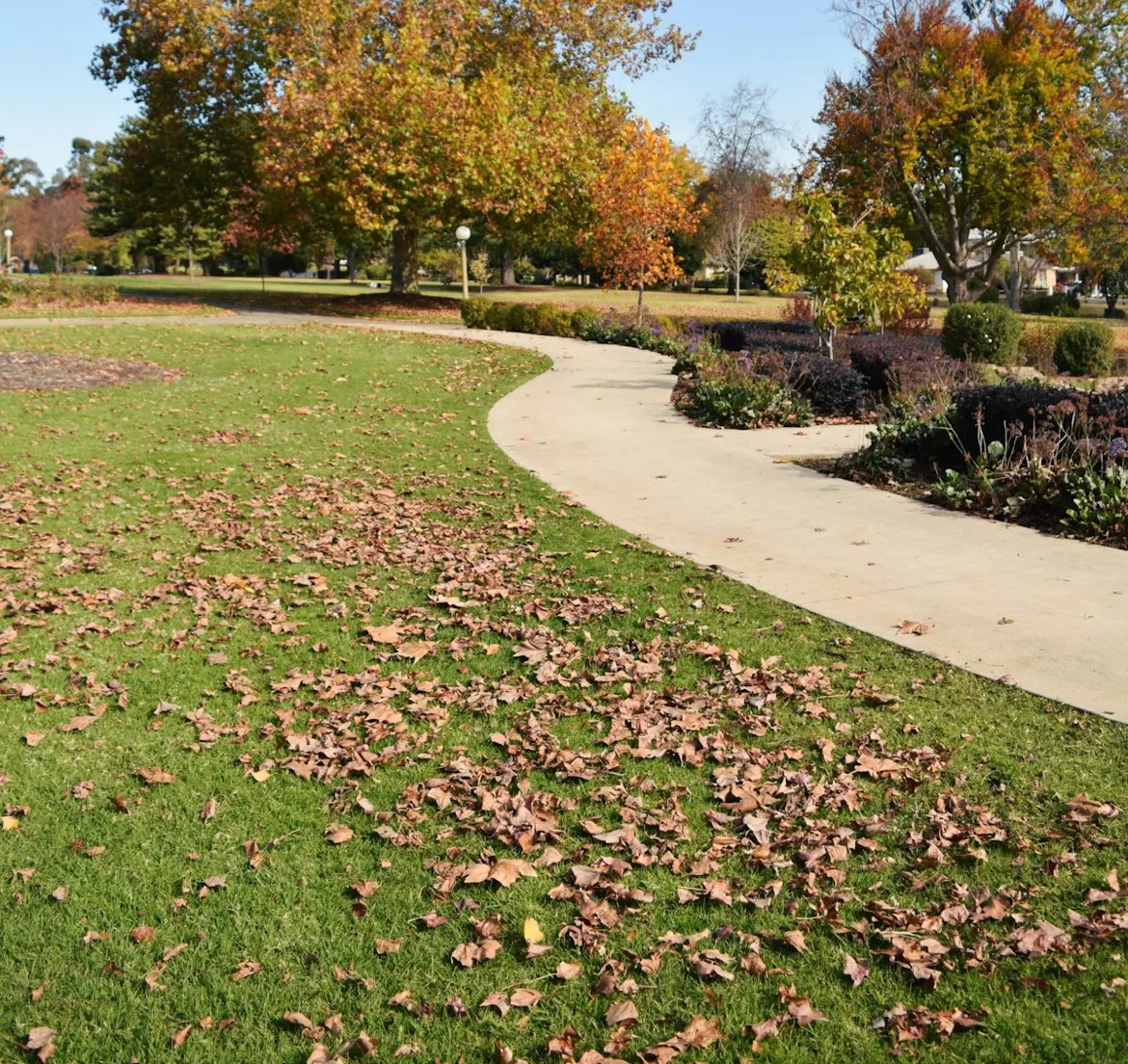 Leaves Covering A Lawn That Is Ready For A Fall Cleanup